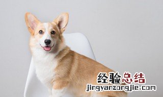 还有小狗做算术 杂技团里的小狗为什么会做算术