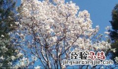 白玉兰树怎么种植方法 白玉兰树如何种植