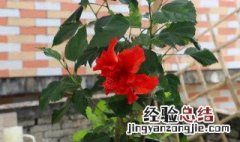 丹麦木槿花养殖方法 木槿花如何养殖