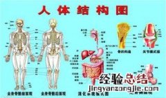 成人的身上有多少块骨骼 成年人身上有多少块骨骼