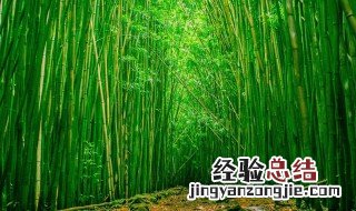 竹荪是竹子吗 竹荪是竹子的什么部位