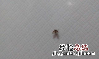 洗手间虫子怎么去除 怎么去洗手间的虫子