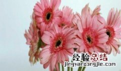 非洲粉菊花花语 粉色非洲菊花语是什么