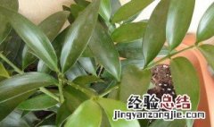 招财植物有哪些 什么植物招财