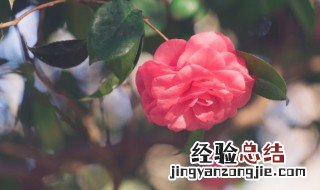 粉色杜鹃花含义 粉色杜鹃花语是什么