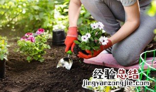 四季杜鹃茶花养殖方法和注意事项 四季杜鹃茶花怎么养