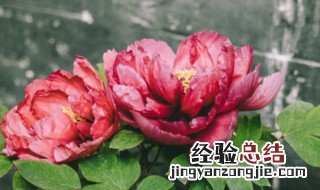 牡丹花可以吃 牡丹花可以吃吗?有什么功效