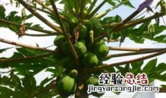 为什么家里不能种木瓜花 为什么家里不能种木瓜