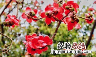 广州市花是什么花 全国56个市市花