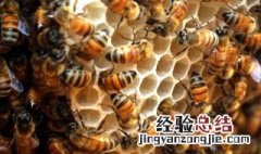 蜜蜂养殖十大忌讳是哪些?正确的做法是什么 蜜蜂养殖十大忌讳