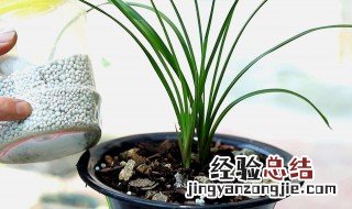 建兰怎样施肥?具体方法? 建兰怎么施肥