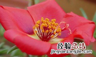 午时花是一种花吗 午时花是什么花