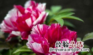 为什么门前不能种花 门前可不可以种花