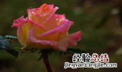 香水玫瑰花种植方法 香水玫瑰花种植方法介绍