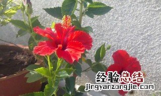 扶桑花怎么修剪 扶桑花怎么修剪枝条