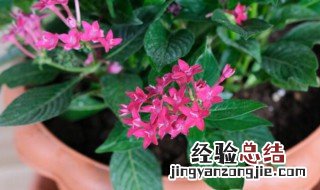 五角星花怎么养殖 五角星花怎么养