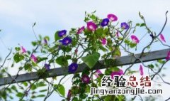 牵牛花种子能吃吗 牵牛花种子能吃吗有毒吗