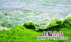 浒苔是什么 浒苔是什么生物