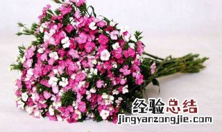 竹叶梅和石竹花是一种吗? 相思梅和石竹梅区别是什么