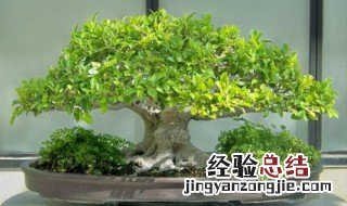 小榕树的养殖方法和注意事项 小榕树的养殖方法和注意事项介绍