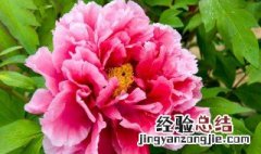 芙蓉牡丹的养殖方法 芙蓉牡丹的养殖方法介绍