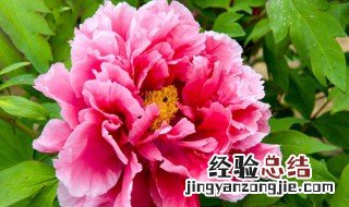 芙蓉牡丹的养殖方法 芙蓉牡丹的养殖方法介绍