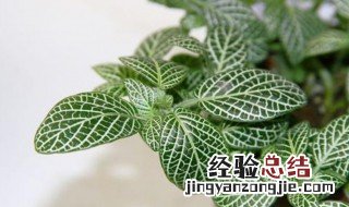 白网纹草的养殖方法 白网纹草怎么养