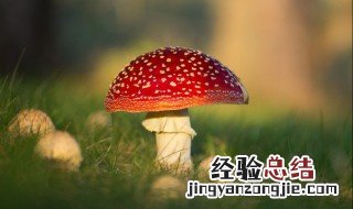 蘑菇怎么种植 蘑菇的种植方法