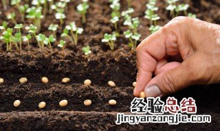 花卉营养土的配制方法 花卉营养土怎么配制