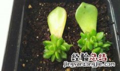 多肉花瓣的种植方法 多肉花瓣的种植方法介绍