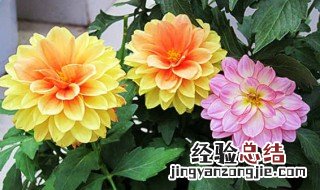 花盆里有小蜈蚣有害吗 花盆里有蜈蚣需要去除吗