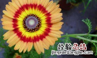花卉种子怎么种植方法 花卉种子如何种植