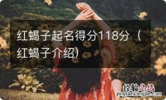 红蝎子介绍 红蝎子起名得分118分