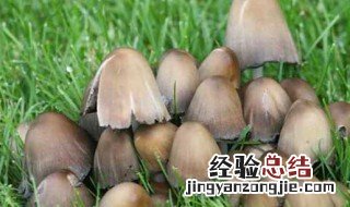 草菇能放入冰箱保鲜吗 草菇能放入冰箱保鲜吗多久