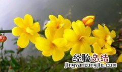 迎春花有香味吗 迎春花开花香吗