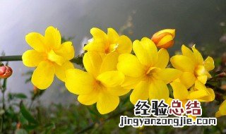迎春花有香味吗 迎春花开花香吗