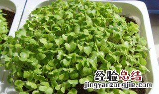 青菜怎么种 青菜怎么种植