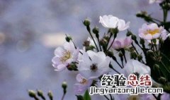 野蔷薇花语象征与寓意是什么 野蔷薇花语