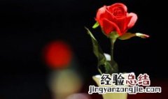 玫瑰花枯叶怎么回事 玫瑰花叶子枯萎怎么办