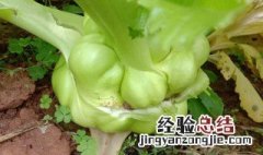 芥菜头是萝卜吗 芥菜头是萝卜吗