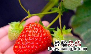 草莓怎么洗才干净又不坏 草莓应该怎么洗才干净