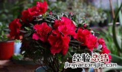 岸牡丹杜鹃花好养吗 杜鹃花好养吗