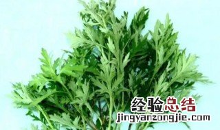 端午节艾草的功效 端午节艾草的作用