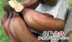 红皮香蕉什么时候成熟 红皮香蕉几年开花结果