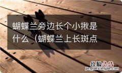 蝴蝶兰上长斑点是怎么回事 蝴蝶兰旁边长个小揪是什么