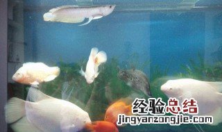 招财鱼的饲养方法 饲养招财鱼如此简单