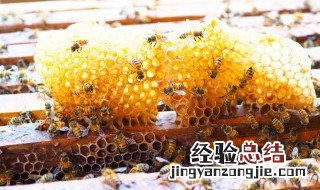 怎样培育蜂王?蜂王培育技术 适合新手培育蜂王方法