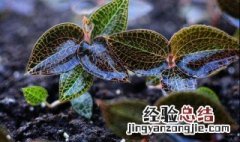 金线莲家里种植方法 如何在家种金线莲