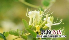 金银花的栽培方法 金银花怎么栽培