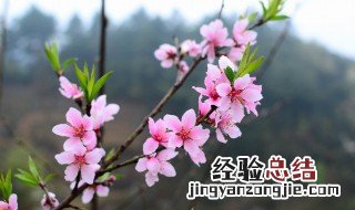 增加桃花运最灵的方法 增加桃花运的方法介绍
